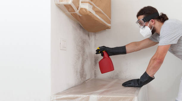 Professional Bathroom Mold Removal technician working in Auburn, IL
